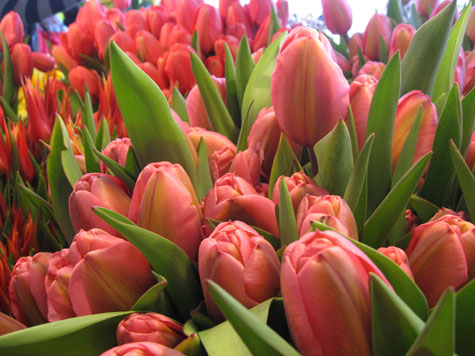 The incredible spring tulips at Pike Place Market